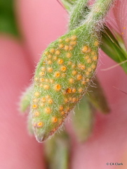 Puccinia cressae