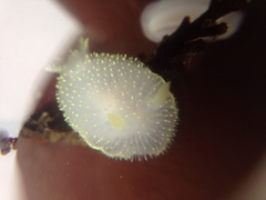Acanthodoris hudsoni
