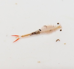 Streptocephalus texanus