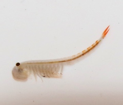 Streptocephalus texanus