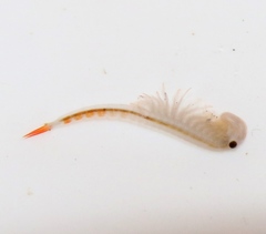 Streptocephalus texanus