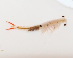 Streptocephalus texanus