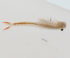 Streptocephalus texanus