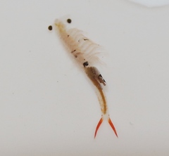 Streptocephalus texanus