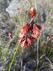 Staberoha distachyos