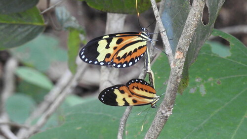 Polymnia Tigerwing