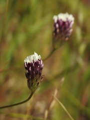 Trifolium dichotomum
