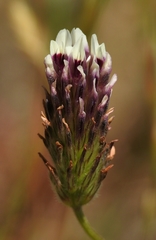 Trifolium dichotomum