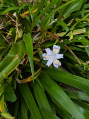 Iris japonica