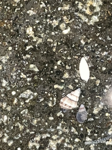Peristernia chlorostoma observed 2024-05-04