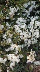 Pyracantha fortuneana