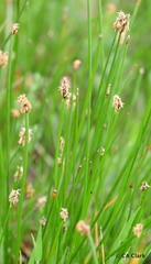 Eleocharis macrostachya