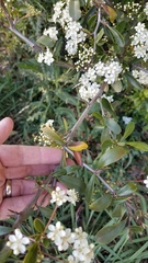 Pyracantha fortuneana
