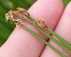 Eleocharis macrostachya