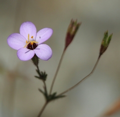 Leptosiphon ambiguus