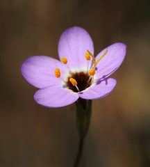 Leptosiphon ambiguus