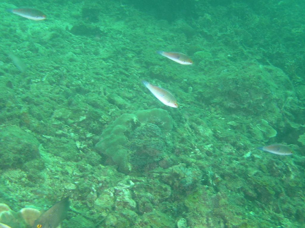 Blue-scaled Fairy Wrasse