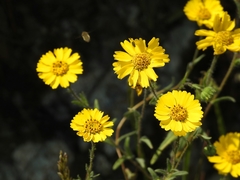 Layia gaillardioides