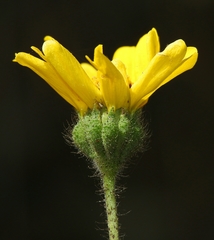 Layia gaillardioides