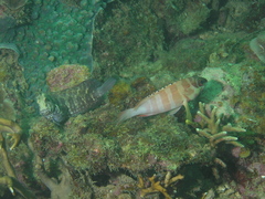 Obscure Blenny photo 5