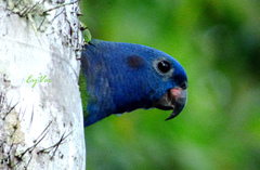 Pionus menstruus