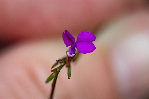 Thread Purplegorse (Muraltia filiformis)