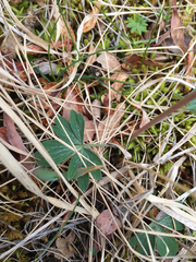 Corydalis pauciflora
