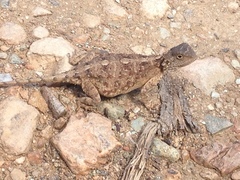 Agama aculeata