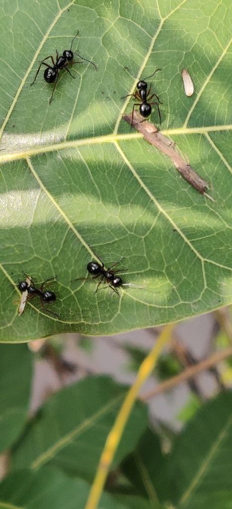 Polyrhachis Ratellata Polyrhachis rastellata from Maredumilli, Andhra Pradesh, India on May 5 ...