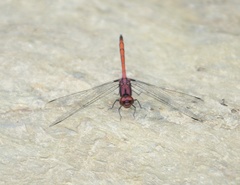 Trithemis lilacina