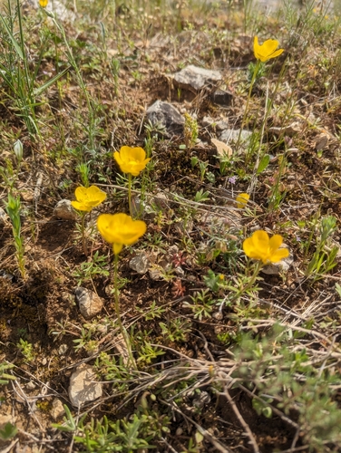 Image of Ranunculus paludosus by (c) Denis Bastianelli, some rights reserved (CC BY)