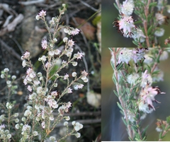 Erica eriocephala