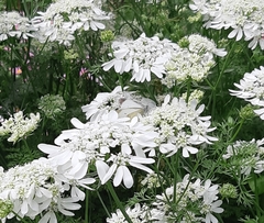 Pieris rapae crucivora