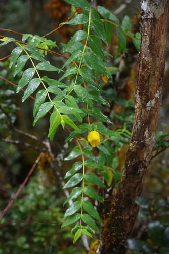 Hypericum leschenaultii observed 2024-04-15