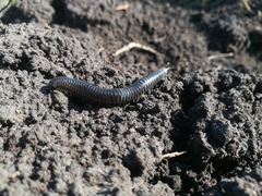 Rossiulus kessleri