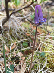 Corydalis pauciflora