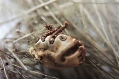 Dermacentor albipictus