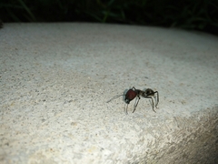 Camponotus singularis