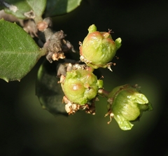 Ceanothus ferrisiae
