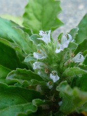 Ajuga taiwanensis