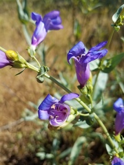 Penstemon azureus