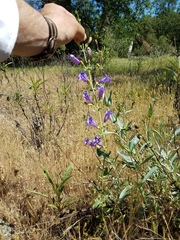 Penstemon azureus