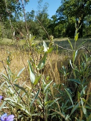 Penstemon azureus