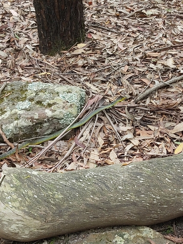 Common Tree Snake sighting