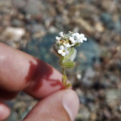 Cryptantha crinita