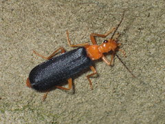 Podabrus fayi