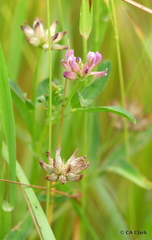 Trifolium hydrophilum