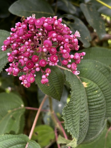 Miconia subcrustulata, photograph 3