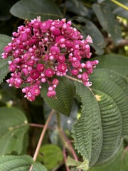 Curtis Drake, CC BY, iNaturalist via GBIF Miconia subcrustulata, photograph Curtis Drake, CC BY, iNaturalist via GBIF