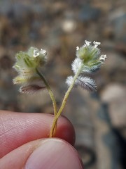 Cryptantha crinita